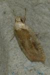 Agonopterix nervosa