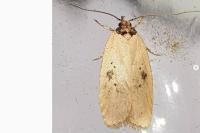 Agonopterix subpropinquella