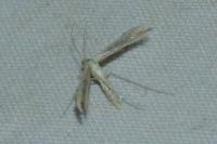 Adaina microdactyla