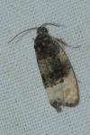 Metendothenia atropunctana