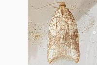 Acleris