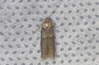 Blastobasis phycidella