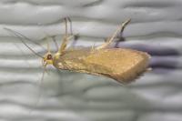 Crassa unitella