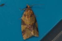 Epagoge grotiana