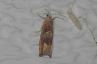 Eucosma conterminana