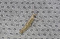 Plutella xylostella
