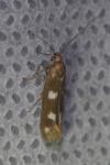 Scythris scopolella