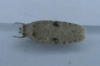 Agonopterix propinquella