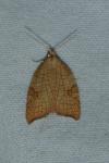 Acleris rhombana