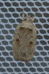 Agonopterix ocellana