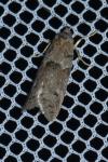 Tortricodes alternella