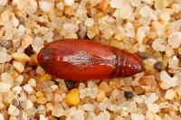Agonopterix thapsiella