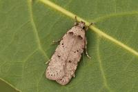 Agonopterix thapsiella