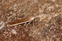 Coleophora albella
