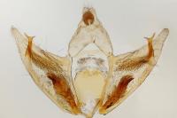 Depressaria douglasella