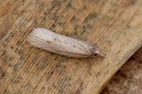 Ditula joannisiana