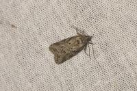 Cnephasia