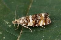 Olethreutes micana