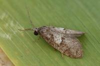 Penestoglossa dardoinella
