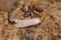 Pterolonche albescens