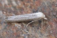 Pterolonche inspersa