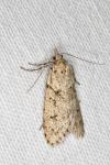Diurnea fagella