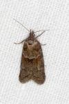 Tortricodes alternella
