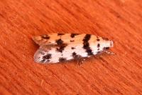 Pseudotelphusa scalella