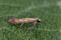 Ochromolopis ictella