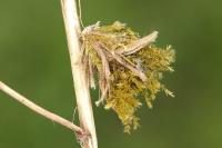 Ptilocephala albida