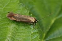 Scythris obscurella