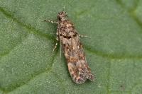 Teleiopsis diffinis