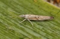 Ypsolopha divisella