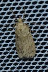 Diurnea fagella