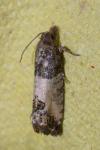 Spilonota ocellana