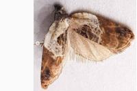 Acleris variegana