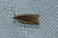 Ancylis apicella
