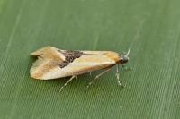 Batia lambdella