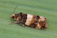 Lobesia bicinctana