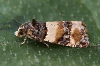 Lobesia bicinctana