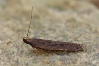 Neofaculta ericetella