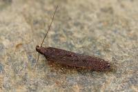 Neofaculta ericetella