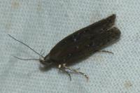 Neofaculta ericetella