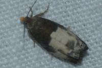 Notocelia cynosbatella