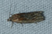 Eucosma gr. cana