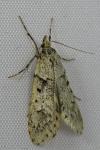Diurnea fagella