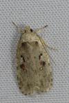 Agonopterix ocellana