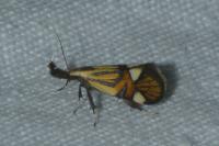 Alabonia geoffrella
