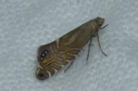 Glyphipterix thrasonella