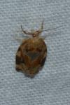 Archips xylosteana